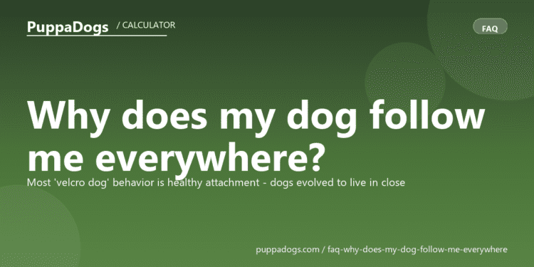 Why does my dog follow me everywhere? - PuppaDogs FAQ