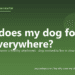 Why does my dog follow me everywhere? - PuppaDogs FAQ
