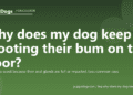 Why does my dog keep scooting their bum on the floor? - PuppaDogs FAQ