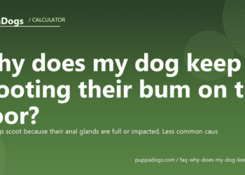 Why does my dog keep scooting their bum on the floor? - PuppaDogs FAQ