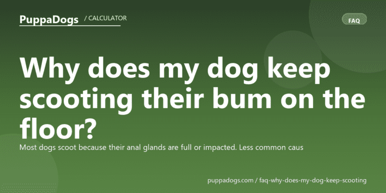 Why does my dog keep scooting their bum on the floor? - PuppaDogs FAQ