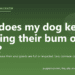 Why does my dog keep scooting their bum on the floor? - PuppaDogs FAQ
