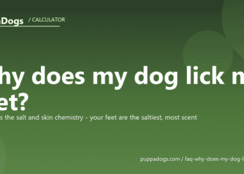 Why does my dog lick my feet? - PuppaDogs FAQ