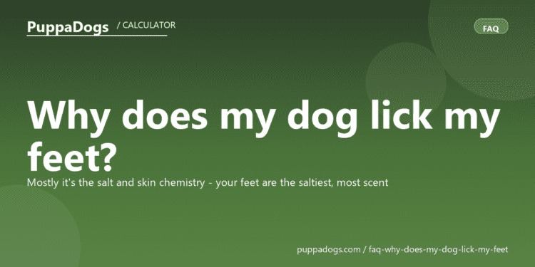 Why does my dog lick my feet? - PuppaDogs FAQ