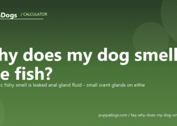 Why does my dog smell like fish? - PuppaDogs FAQ