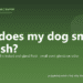 Why does my dog smell like fish? - PuppaDogs FAQ