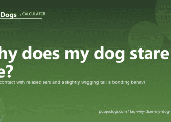 Why does my dog stare at me? - PuppaDogs FAQ