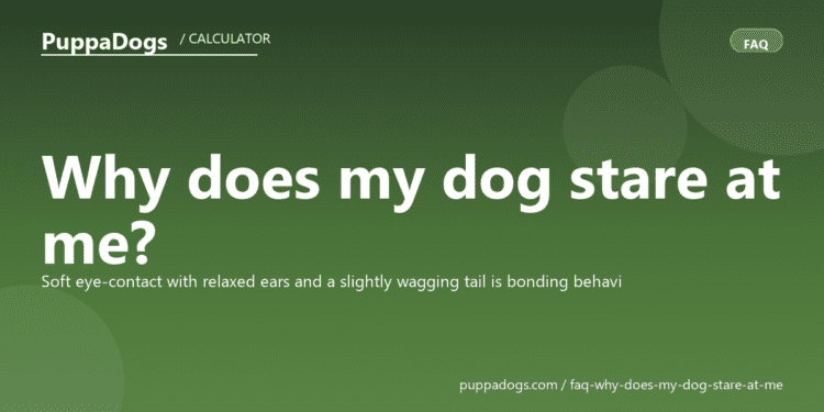 Why does my dog stare at me? - PuppaDogs FAQ