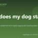 Why does my dog stare at me? - PuppaDogs FAQ