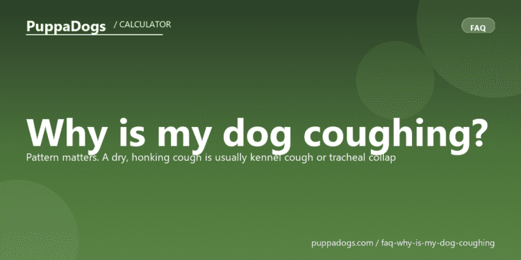 Why is my dog coughing? - PuppaDogs FAQ