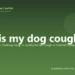Why is my dog coughing? - PuppaDogs FAQ