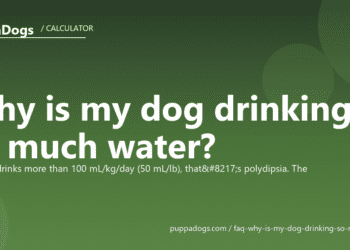 Why is my dog drinking so much water? - PuppaDogs FAQ
