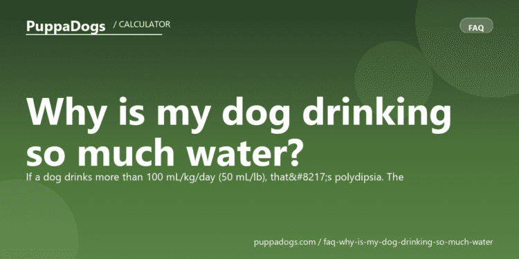 Why is my dog drinking so much water? - PuppaDogs FAQ