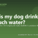 Why is my dog drinking so much water? - PuppaDogs FAQ
