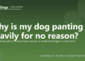 Why is my dog panting heavily for no reason? - PuppaDogs FAQ