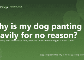 Why is my dog panting heavily for no reason? - PuppaDogs FAQ