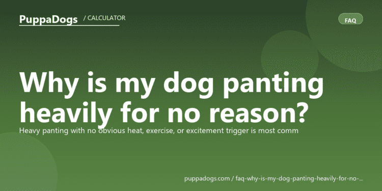 Why is my dog panting heavily for no reason? - PuppaDogs FAQ