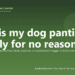 Why is my dog panting heavily for no reason? - PuppaDogs FAQ