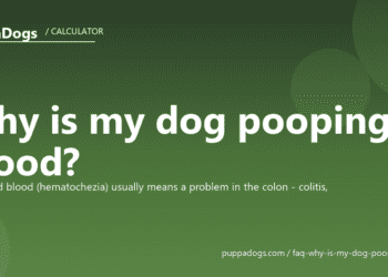 Why is my dog pooping blood? - PuppaDogs FAQ