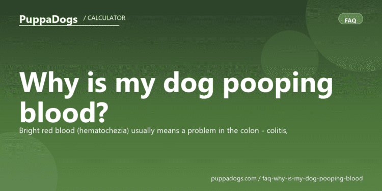 Why is my dog pooping blood? - PuppaDogs FAQ