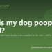 Why is my dog pooping blood? - PuppaDogs FAQ