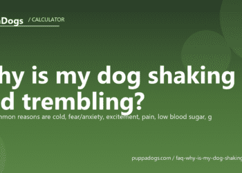 Why is my dog shaking and trembling? - PuppaDogs FAQ