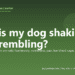 Why is my dog shaking and trembling? - PuppaDogs FAQ