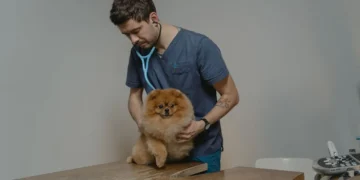Boxer dog with a swollen hind leg, owner gently examining the area, soft kitchen lighting, calm home setting, photorealistic