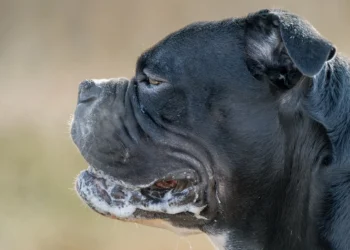 Boxer dog with one pupil noticeably larger, owner gently examining the eye in a softly lit living room