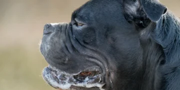 Boxer dog with one pupil noticeably larger, owner gently examining the eye in a softly lit living room