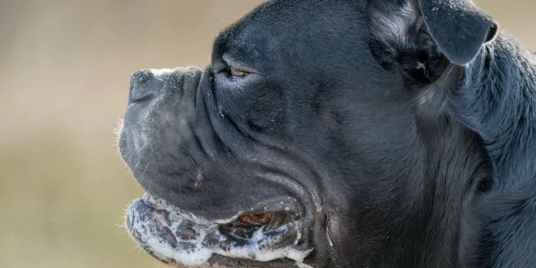 Boxer dog with one pupil noticeably larger, owner gently examining the eye in a softly lit living room