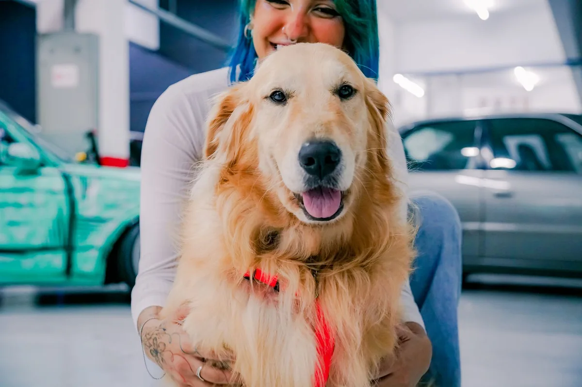 Owner gently checking a dog's gums, looking for pallor, with a calm home setting