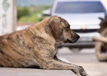 Golden Retriever lying on a soft couch, belly visibly swollen, owner gently pressing abdomen