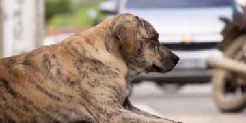 Golden Retriever lying on a soft couch, belly visibly swollen, owner gently pressing abdomen