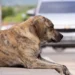 Golden Retriever lying on a soft couch, belly visibly swollen, owner gently pressing abdomen