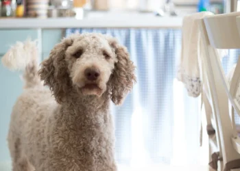 Senior mixed‑breed dog lying on a couch, looking pale and lethargic, soft window light