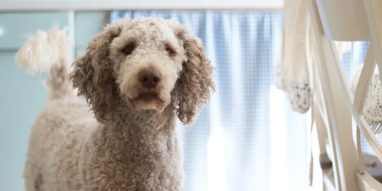 Senior mixed‑breed dog lying on a couch, looking pale and lethargic, soft window light