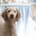 Senior mixed‑breed dog lying on a couch, looking pale and lethargic, soft window light