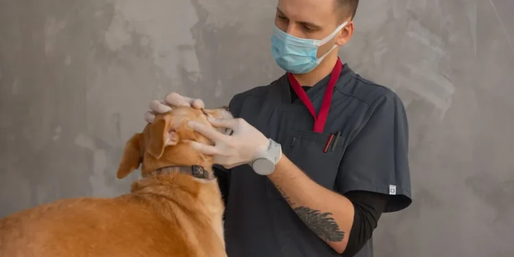 Veterinarian examining a dog's lungs on a digital X‑ray monitor, highlighting nodular infiltrates