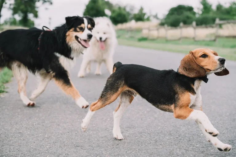 Ataxia in Dogs