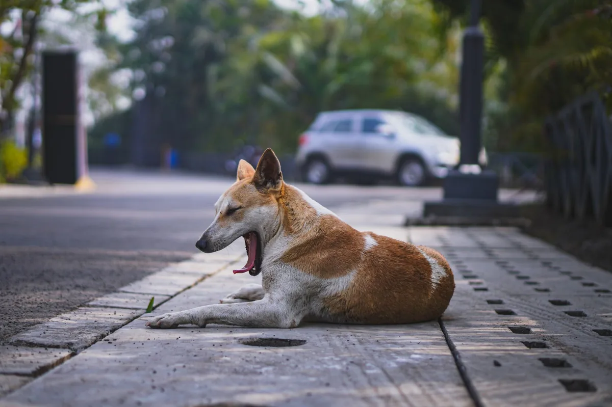 Young Beagle with a dry cough lying on a rug, owner checking his nose
