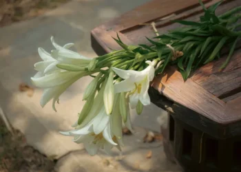 Golden Retriever looking curious at a vase of pink lilies on a coffee table, soft evening light