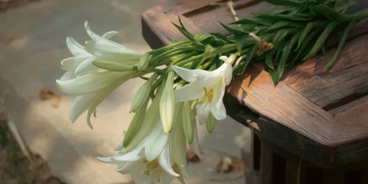 Golden Retriever looking curious at a vase of pink lilies on a coffee table, soft evening light
