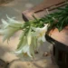 Golden Retriever looking curious at a vase of pink lilies on a coffee table, soft evening light