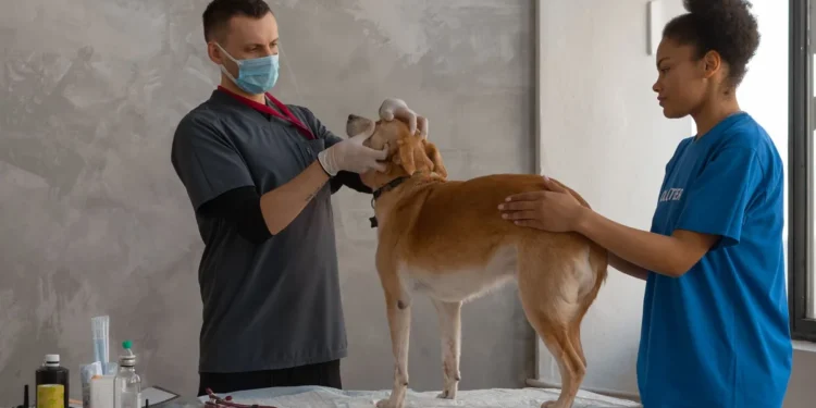 Golden Retriever with a gentle expression, sitting on a porch while the owner checks his swollen lymph node with a hand