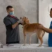 Golden Retriever with a gentle expression, sitting on a porch while the owner checks his swollen lymph node with a hand