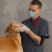 Veterinarian examining a Labrador Retriever’s mouth and gums, looking for pale coloration