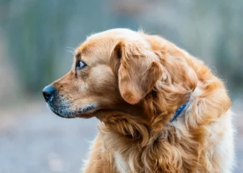 Golden Retriever Max lying on a plush dog bed, looking tired with a slight cough, soft evening light through a window