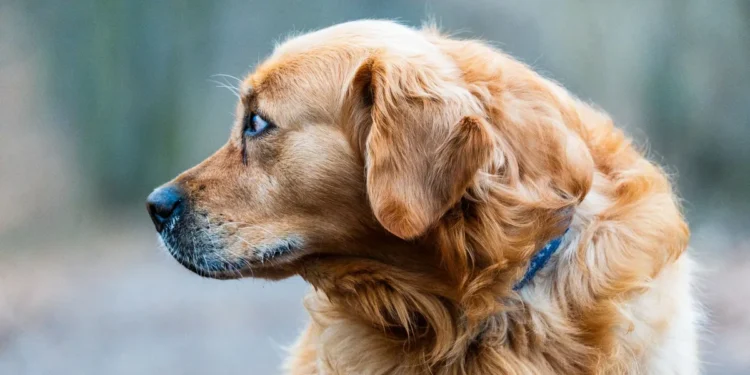 Golden Retriever Max lying on a plush dog bed, looking tired with a slight cough, soft evening light through a window
