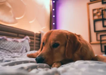 Golden Retriever lying on a cozy rug, looking tired but alert, with a soft lamp glow